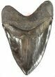 Large, Serrated, Fossil Megalodon Tooth #48374-2